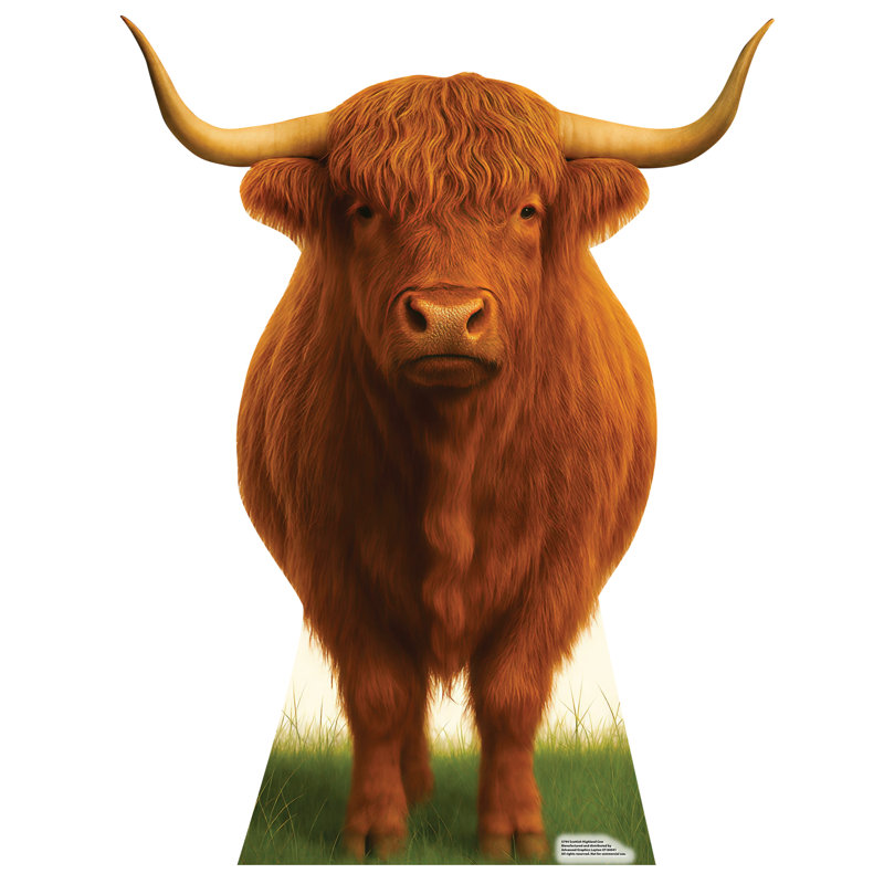 Scottish Highland Cow