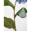 Fiori Hydrangea Arrangement
