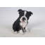 Statut chiot boston terrier assis