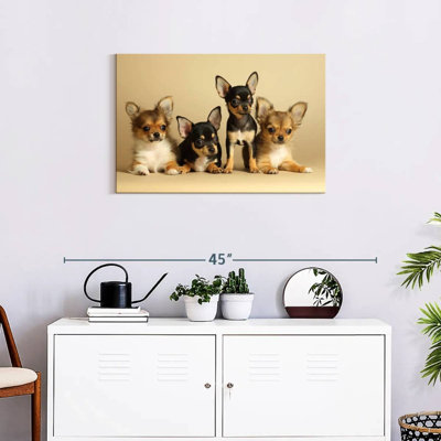 Adorable Chihuahua Dogs