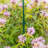 Weather Resistant Plant Support