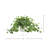 Variegated Ivy in Ribbed Ceramic Vase
