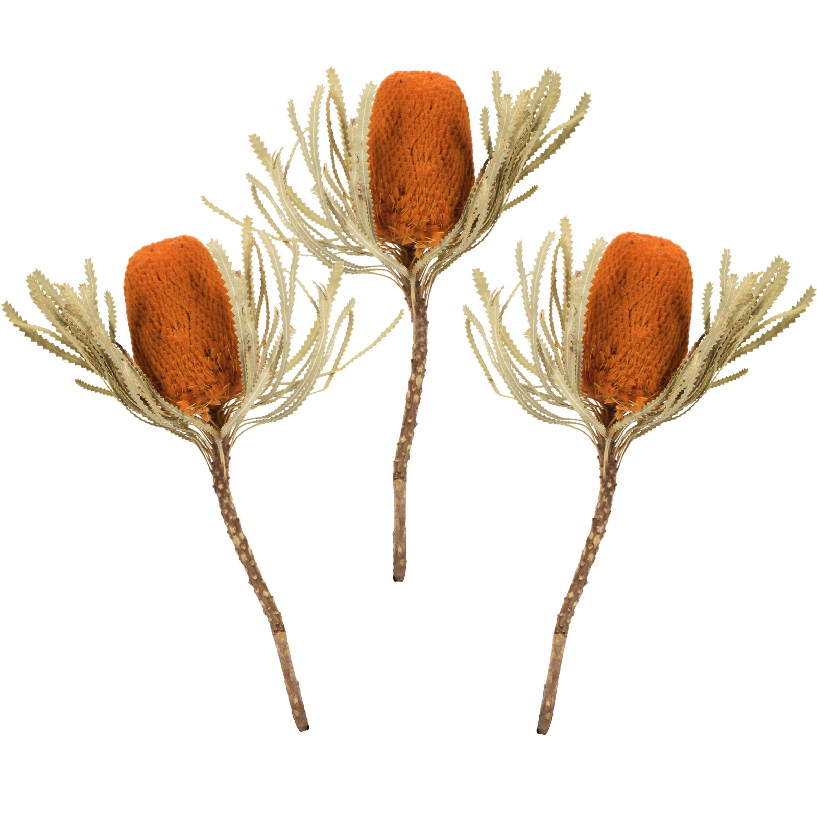 12" Jumbo Banksia Flower with Stem Dried, Autumn