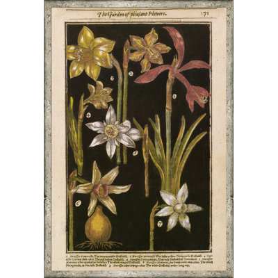 Black Background Botanicals Framed Drawing Print