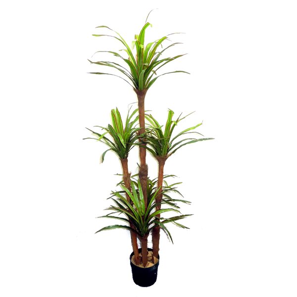 AdmiredbyNature 72'' Faux Dracaena Tree in Pot & Reviews | Wayfair