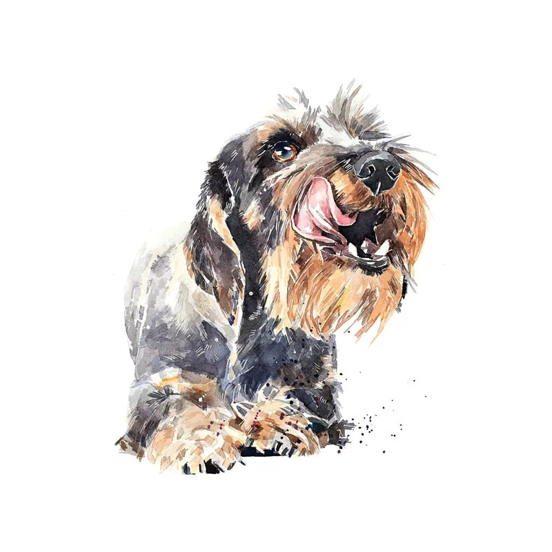 «Wirehaired Dachshund I» par EdsWatercolours - impression, Toile tendue, Pas de tapis, H 26 po x l 26 po x P 1,5 po
