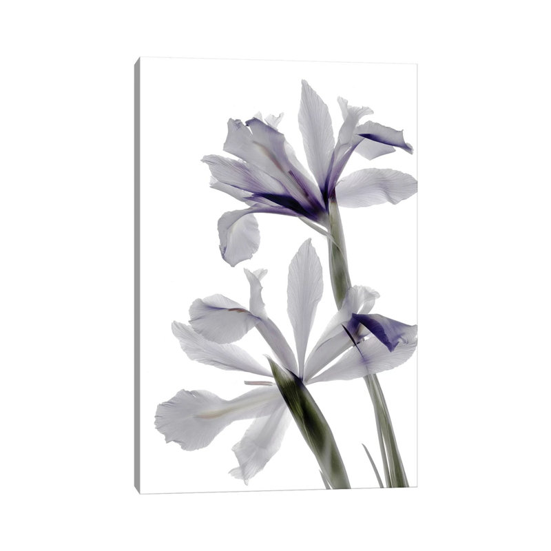 X-Ray Iris by Judy Stalus - Wrapped Canvas Painting, 20.32 cm H x 30.48 cm W