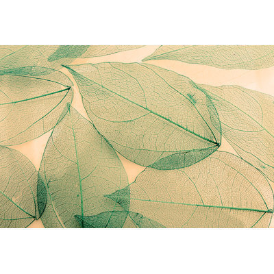 Macro Leaves par Portishead1