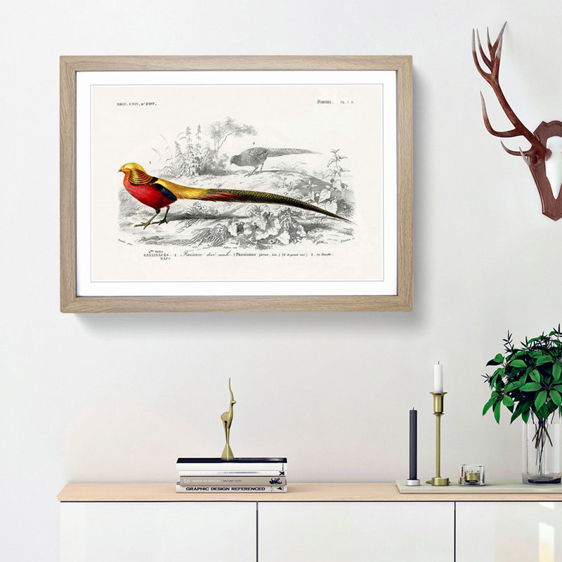 Male Golden Pheasant by Charles d' Orbigny - Picture Frame Art Print, Oak Framed, 36cm H x 48cm W x 2cm D