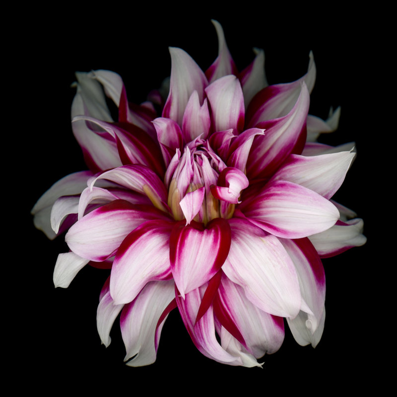 White And Red Dahlia by OGphoto - Wrapped Canvas Print, 76cm H x 76cm W x 3.8cm D