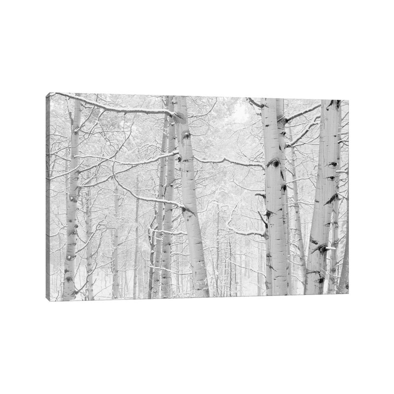 Autumn Aspens With Snow, Colorado, USA (Black And White) I by Panoramic Images - Wrapped Canvas Print