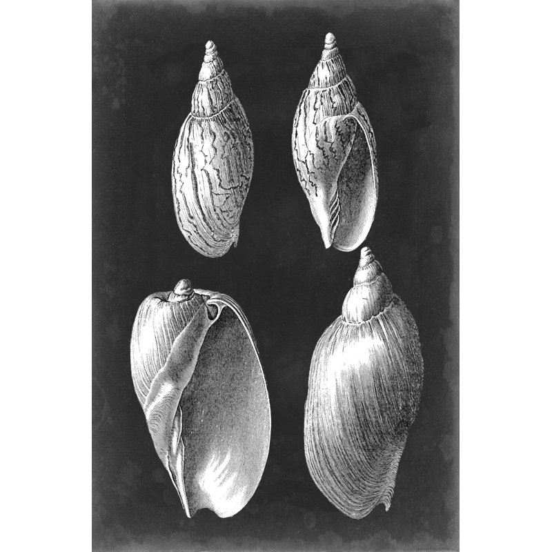 Alabaster Shells III - Wrapped Canvas Print, 46cm H x 30cm W x 3.8cm D