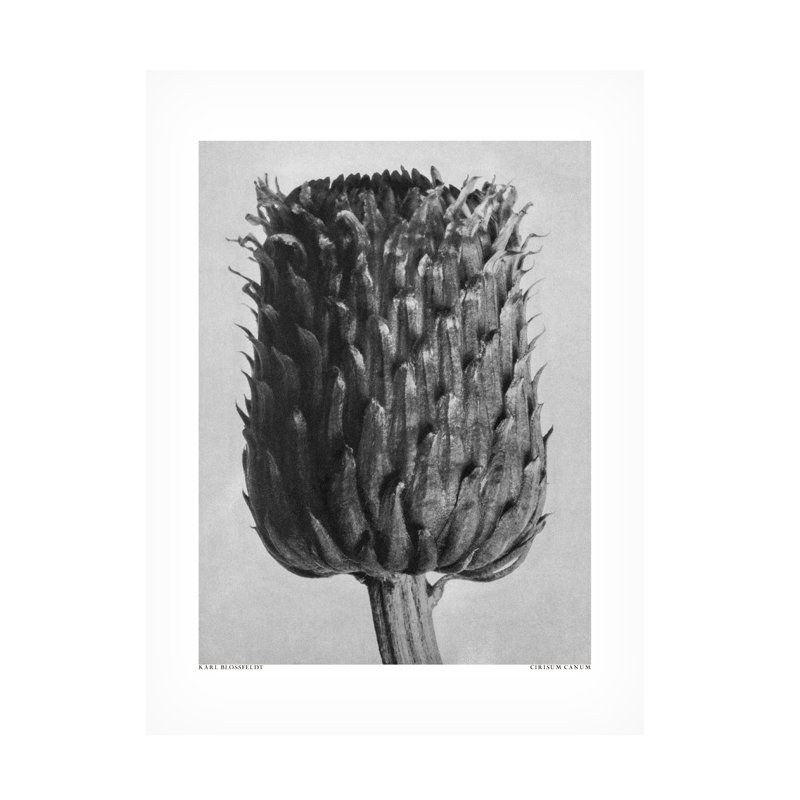 «Cirsium Canum» sur toile par pictufy