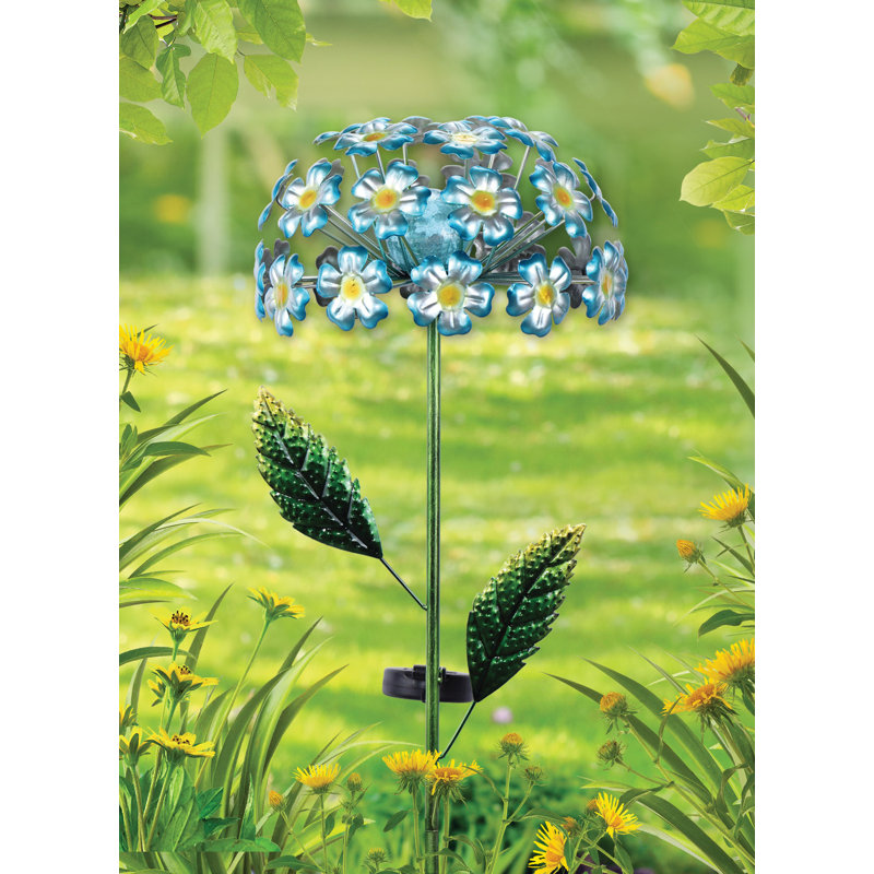 Hortensia de jardin solaire Mathews