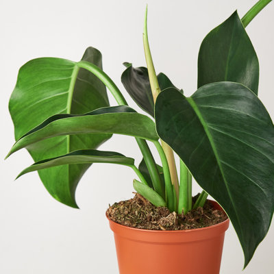 House Plant Shop Live Philodendron Plant