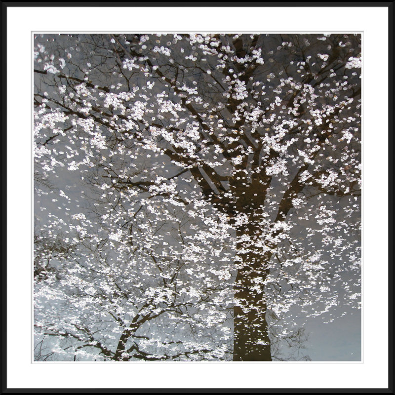 Infrared Cherry Blossoms Giclee Print
