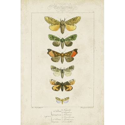 Pauquet Butterflies II - Wrapped Canvas Print