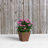 Alaunah Pot Planter-840690750-840690747