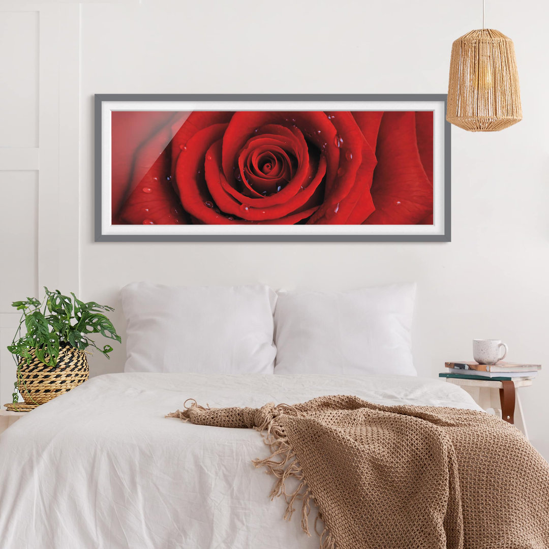 Gerahmtes Poster Rote Rose mit Wasser-Tropfen