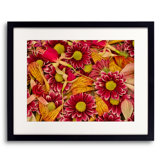 Study In Petals Print by Harold Davis