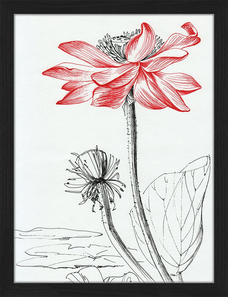 Gerahmtes Poster Lotus Flower Line Art