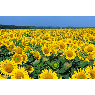 Zayn Sunflowers - Photographie sur toile tendue