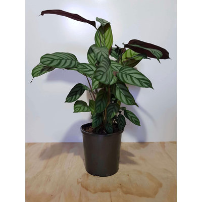 Calathea Exotica - Live Plant in a 2 Inch Pot -Calathea 'Exotica' - Starter Plants - Beautiful and Elegant Easy Care Indoor Houseplants from The Nursery
