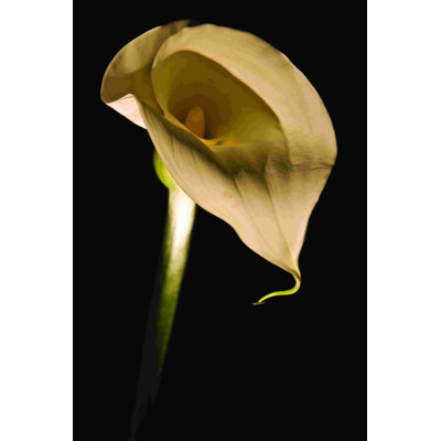 " Calla Lilly 2 "