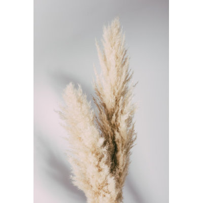 Pampas Grass