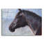 «Equine Encounter» par Robert Campbell-1981701862