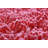 Cotton Indoor Rug-14503918