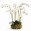 Phalaenopsis Orchid Bowl Drop-In 20"-1456498284