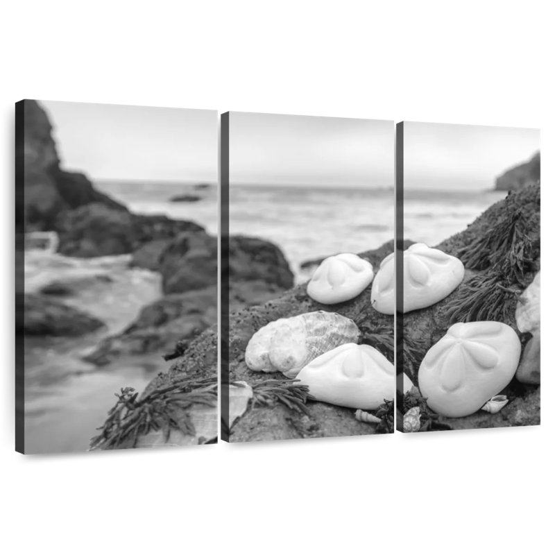Brampt White Crescent Beach Shells IV, 36" H x 57" W