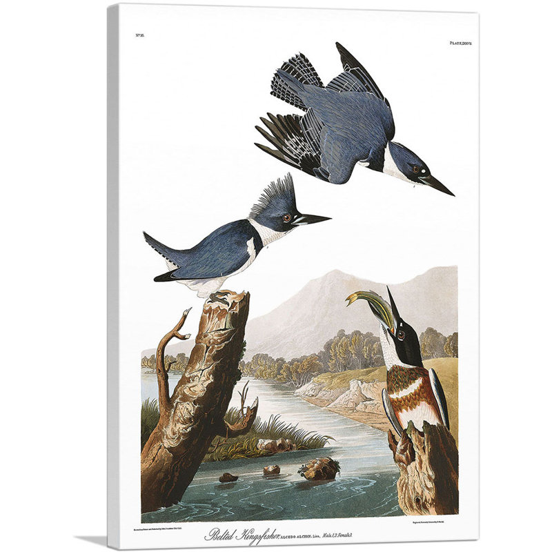 «Martin-pêcheur ceinturé» par James Audubon - impression sur toile tendue, H 40 po x l 26 po x P 0,75 po