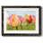 " Spring Sherbet "-1461483006-1461483001