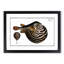 Striped Pufferfish by M.E. Bloch - Framed Print-55730629-55730634