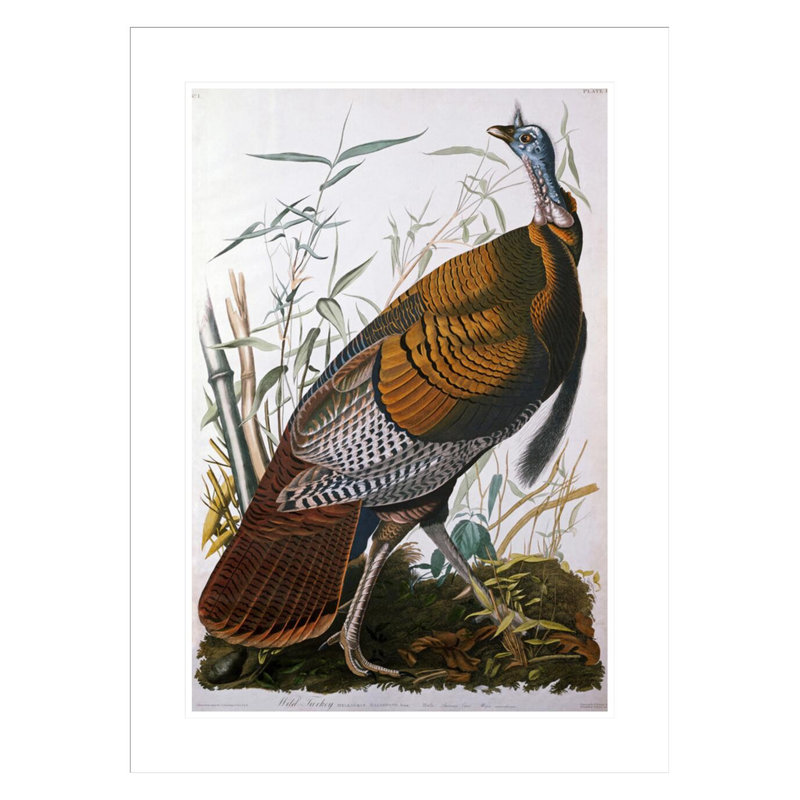 «Wild Turquie mâle» par John James Audubon, impression giclée encadrée, H 29,5 po x l 21,87 po