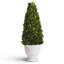 20'' Boxwood Topiary in Ceramic Pot