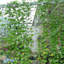 Filet de jardin vert en treillis en nylon
