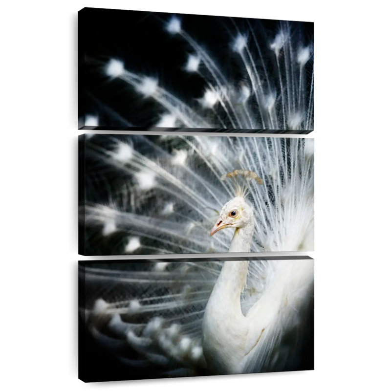 Ronce paon blanc Brampt, H 50 po x l 32 po