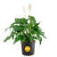 Peace Lily in Nursery Pot