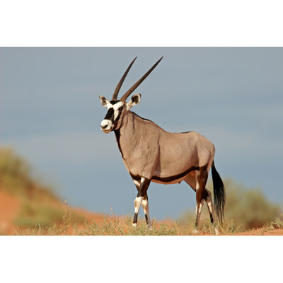 Gemsbok Antelope par Ecopic - Photographie sur toile tendue