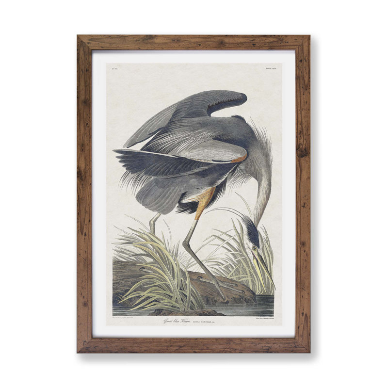Great Blue Heron by John Audubon - Single Picture Frame Painting, 33cm H x 45cm W x 2cm D, Walnut