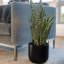 30" Snake Plant