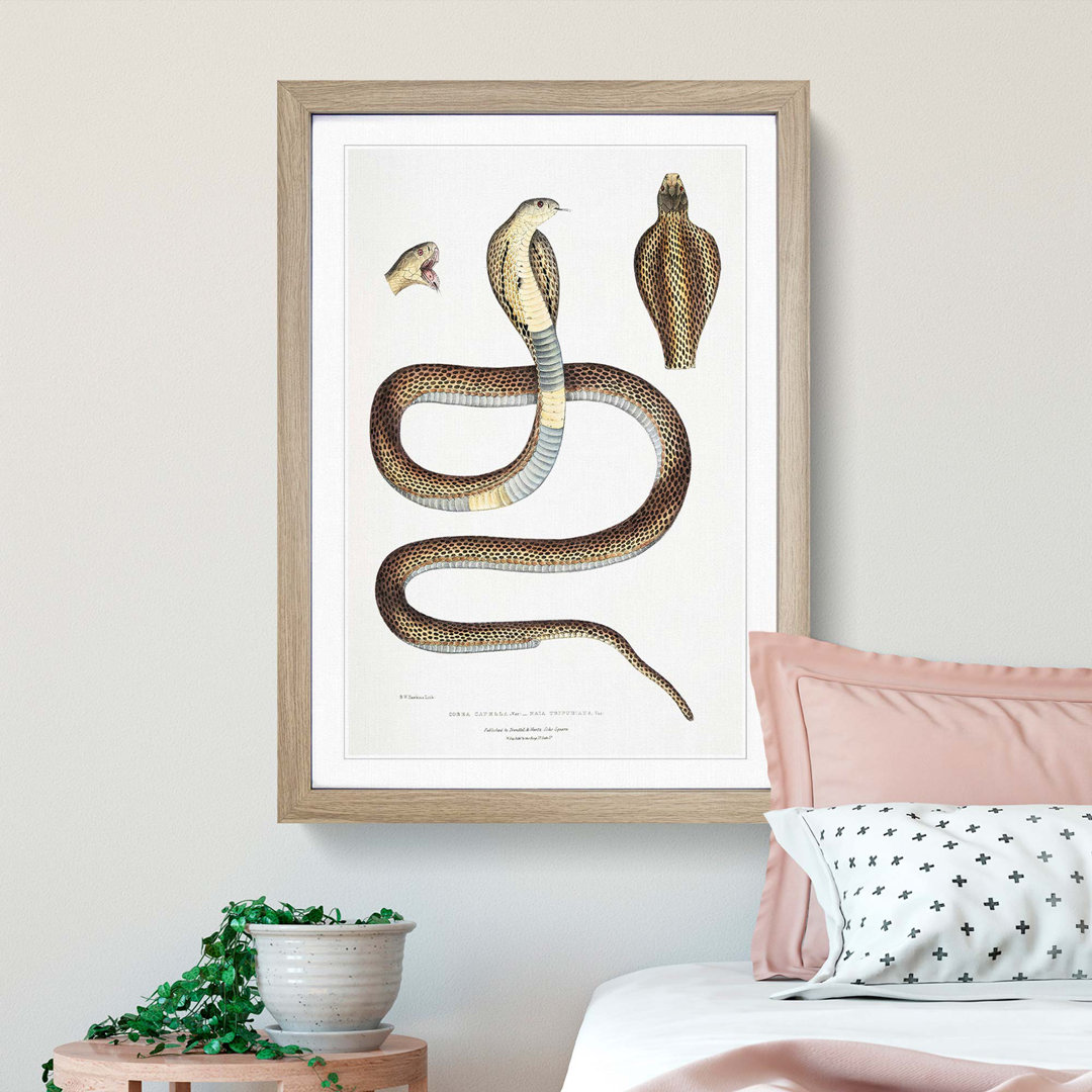 Cobra Capella Snake Illustration by John Edward Gray - Picture Frame Painting
