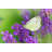 Frittelli Butterfly On Lavender by PhotoIris2021 - Wrapped Canvas Print-798639015