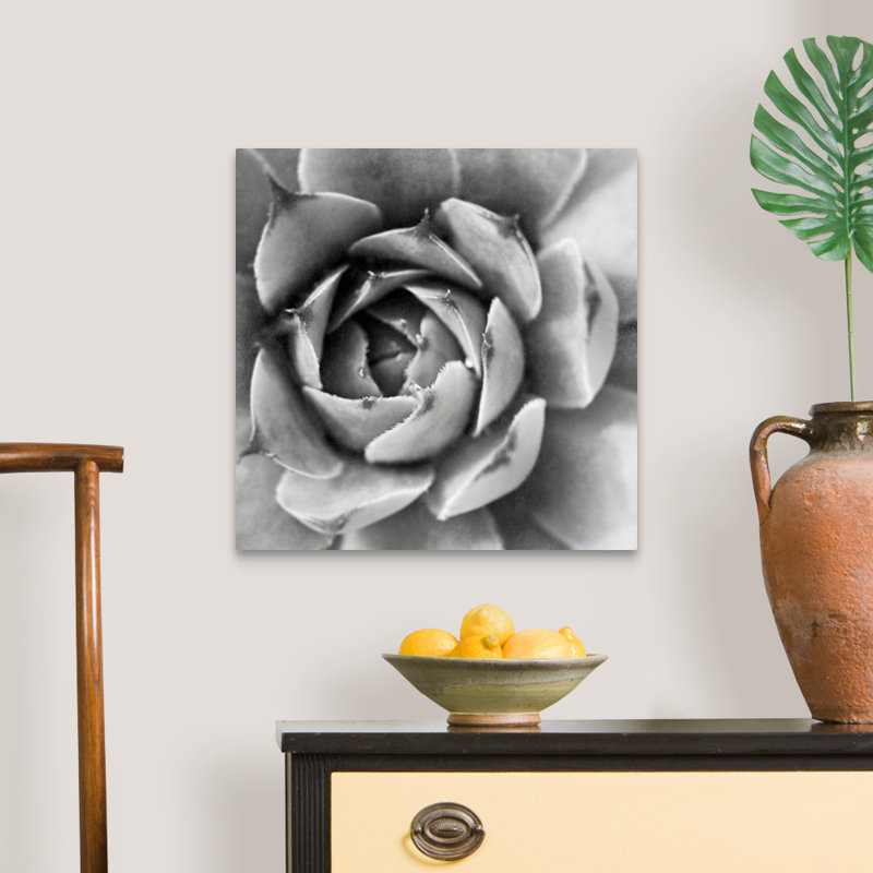 «Garden Succulent II», art mural sur toile, Toile tendue, H 20 po x l 20 po x P 1,25 po