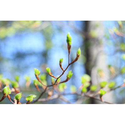 Spring Buds by Borchee