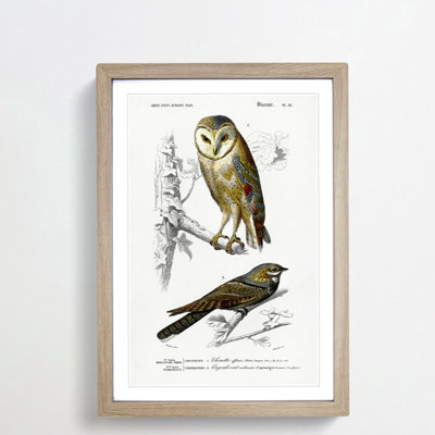 Owl and Bird Illustrations by Charles dOrbigny - Framed Print