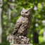 Large Horned Owl Statue-13918055
